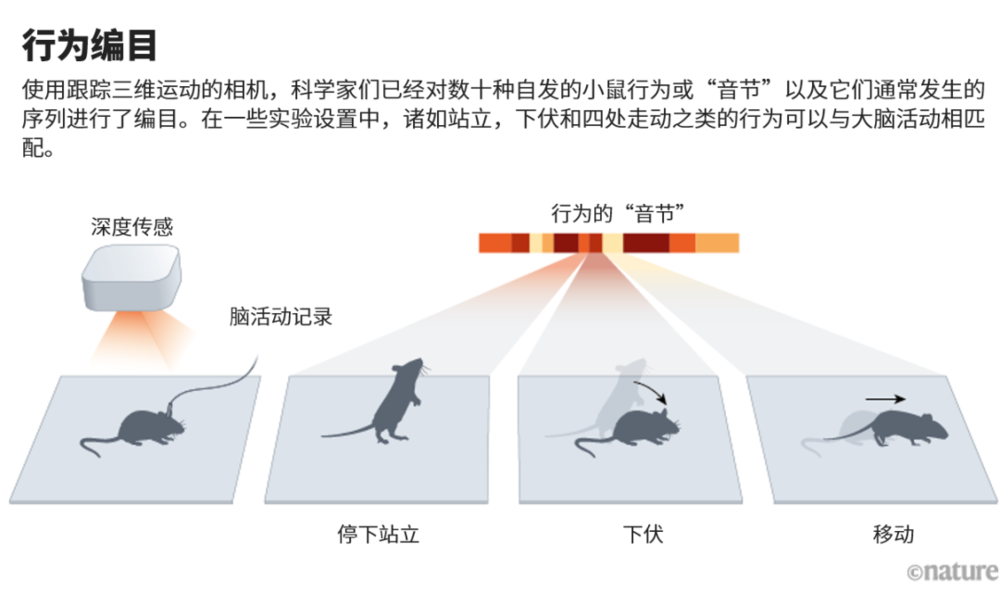 小鼠更“野”，能帮助我们更好地理解大脑吗？