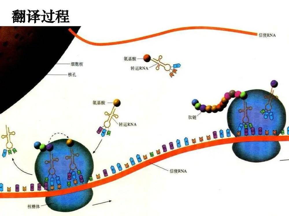 达尔文的进化论，被推翻了吗？