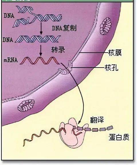 达尔文的进化论，被推翻了吗？